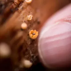 cannonball fungus thumbnail 3