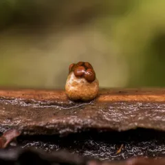 amorphous bird's nest fungus thumbnail 2