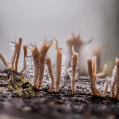 Artomyces cristatus thumbnail 4