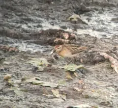 Sharp-tailed Sandpiper thumbnail 3