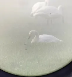 Whooper Swan thumbnail 3