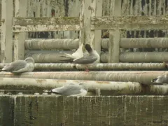 Swallow-tailed Gull thumbnail 4