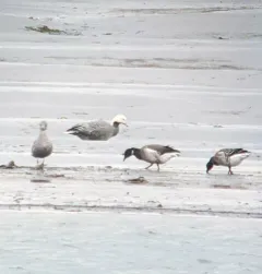 Emperor Goose thumbnail 3