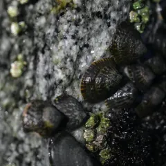 Mask Limpet thumbnail 3