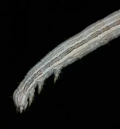 Whitney's Underwing thumbnail 2