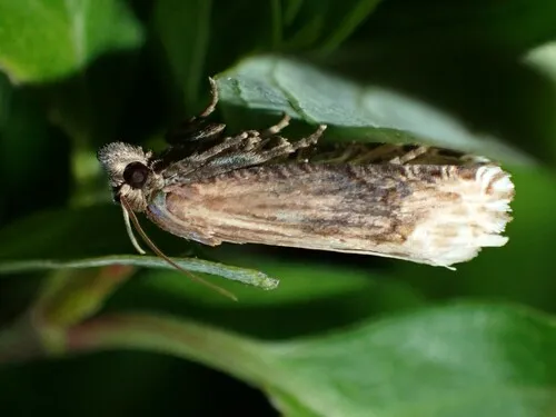 Eucosma rusticana