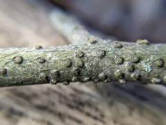 Kiwi Bubbles thumbnail 2