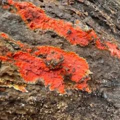 scarlet waxcrust photo