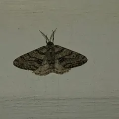 Half-wing Moth thumbnail 2