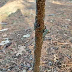 brown-toothed crust fungus thumbnail 3