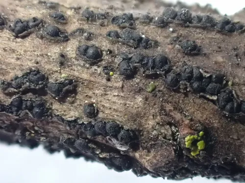 Camarosporidiella elongata