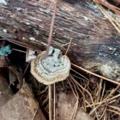 False Turkeytail thumbnail 2
