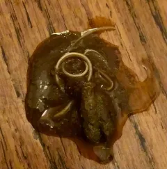 Feline Roundworm thumbnail 4