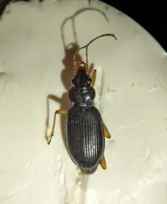 Nebria eschscholtzii thumbnail 4