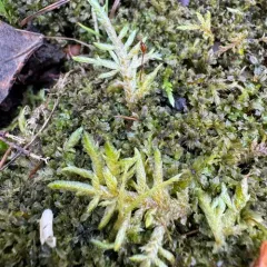 Flattened Entodon Moss thumbnail 4