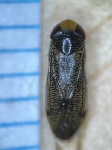 Trichocorixa calva