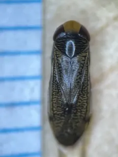 Trichocorixa calva thumbnail 1