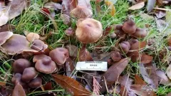 Cortinarius flexibilifolius thumbnail 4