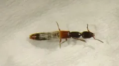 Red-winged Rove Beetle thumbnail 1