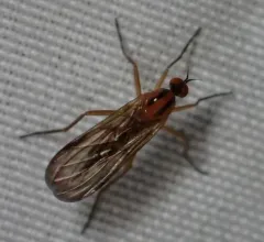 Rhamphomyia vittata thumbnail 2