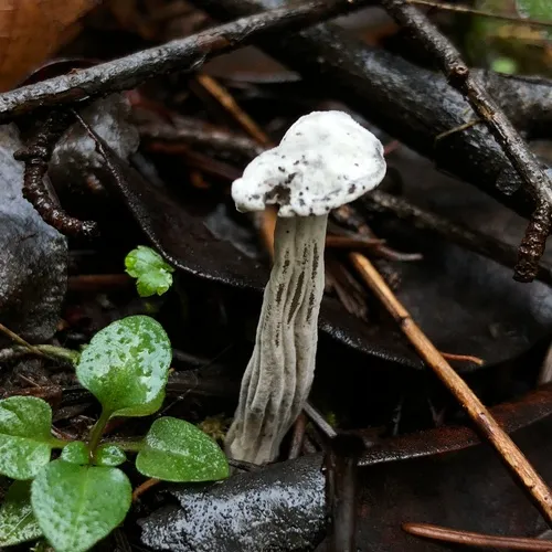 Hypomyces cervinigenus