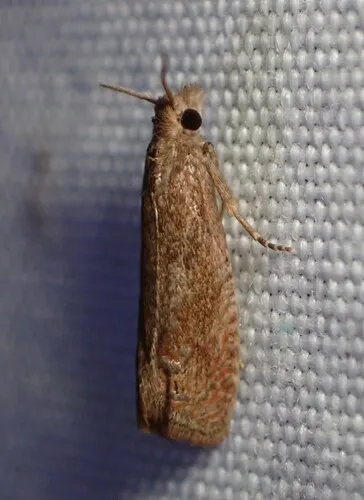 Pelochrista comatulana