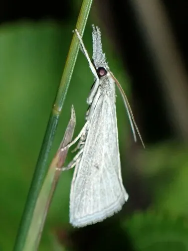Eoreuma crawfordi