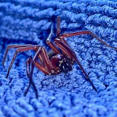 West Coast Laceweaver thumbnail 4