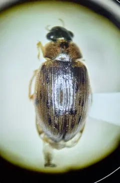 Berosus sayi thumbnail 2