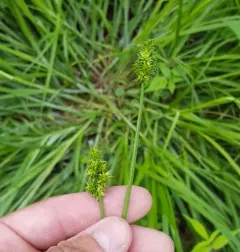 thin-leaved sedge thumbnail 3
