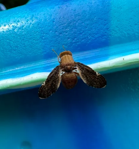 Eurosta comma
