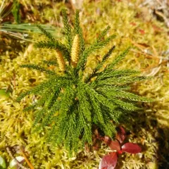 flat-branched tree-clubmoss thumbnail 2