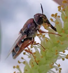 Odontomyia pubescens thumbnail 2