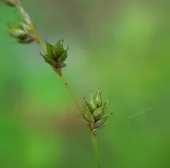 Brownish Sedge thumbnail 4
