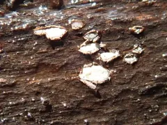 Propolis farinosa thumbnail 3