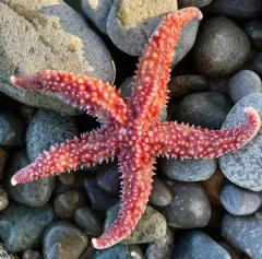 Rainbow Star thumbnail 3