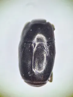 Paromalus mancus thumbnail 2