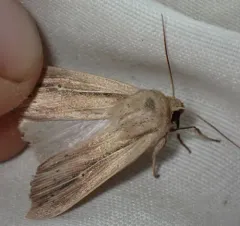 Phragmites Wainscot thumbnail 4