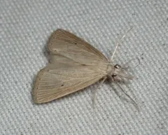 Wainscot Grass-veneer thumbnail 3