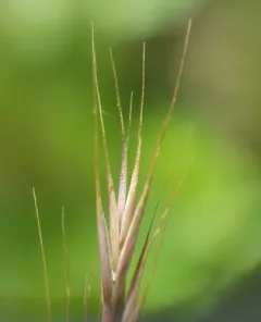 rattail sixweeks grass thumbnail 2