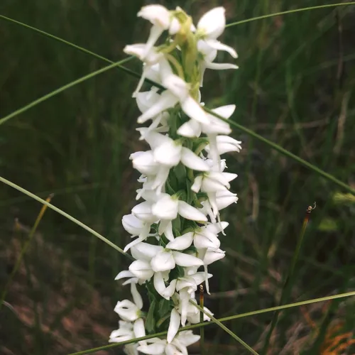 white bog orchid