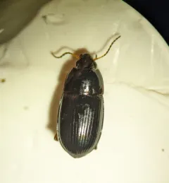 Social Sun Beetle thumbnail 4