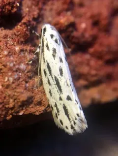 Streaked Ethmia Moth thumbnail 2