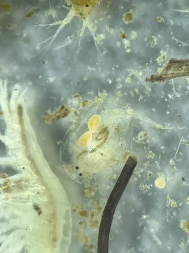 Camptocercus rectirostris