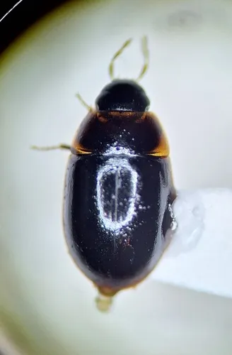 Cymbiodyta minima