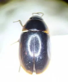 Cymbiodyta acuminata thumbnail 2