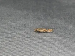 Mompha stellella thumbnail 2