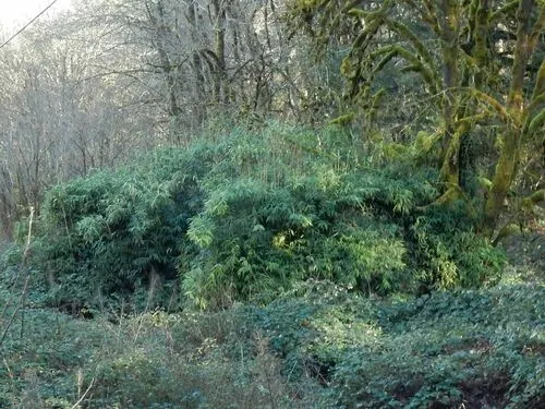 Arrow Bamboo
