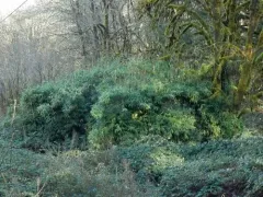 Arrow Bamboo thumbnail 1