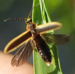 Silent firefly thumbnail 4